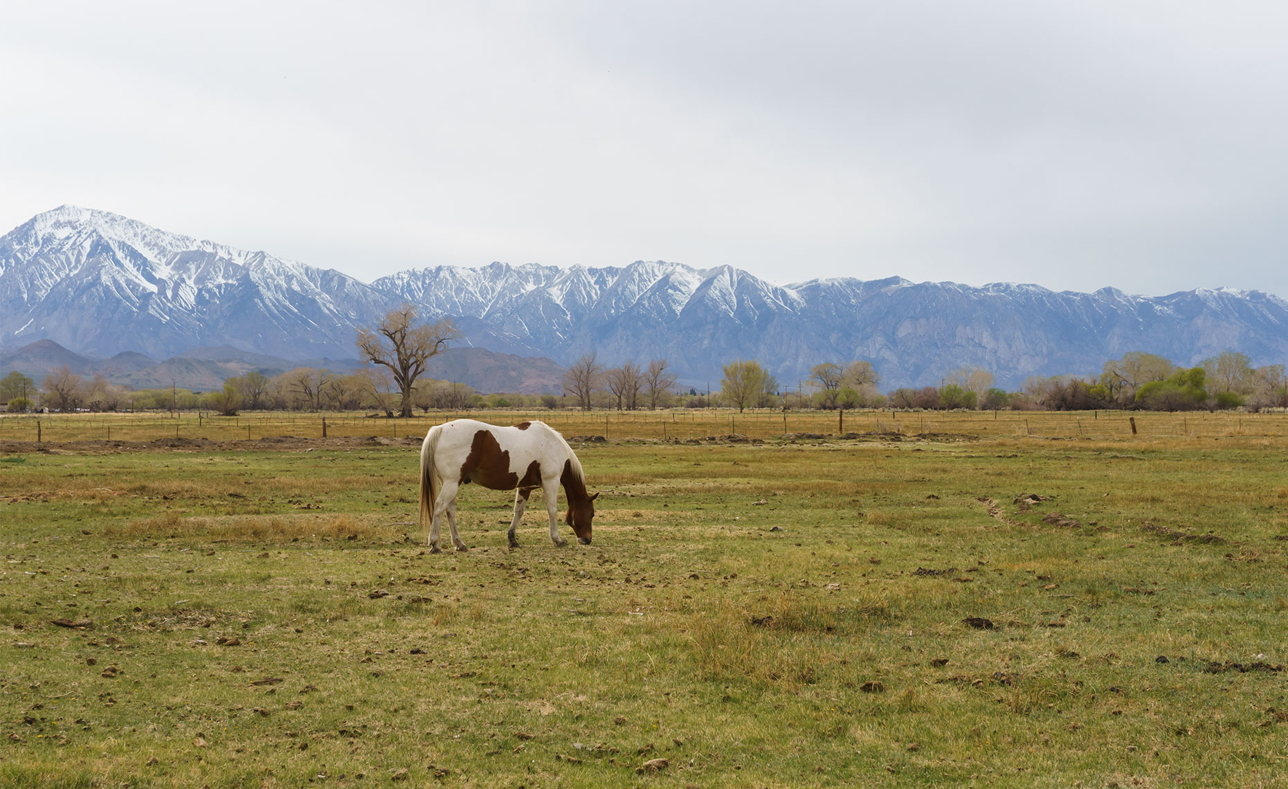 grazing-horse
